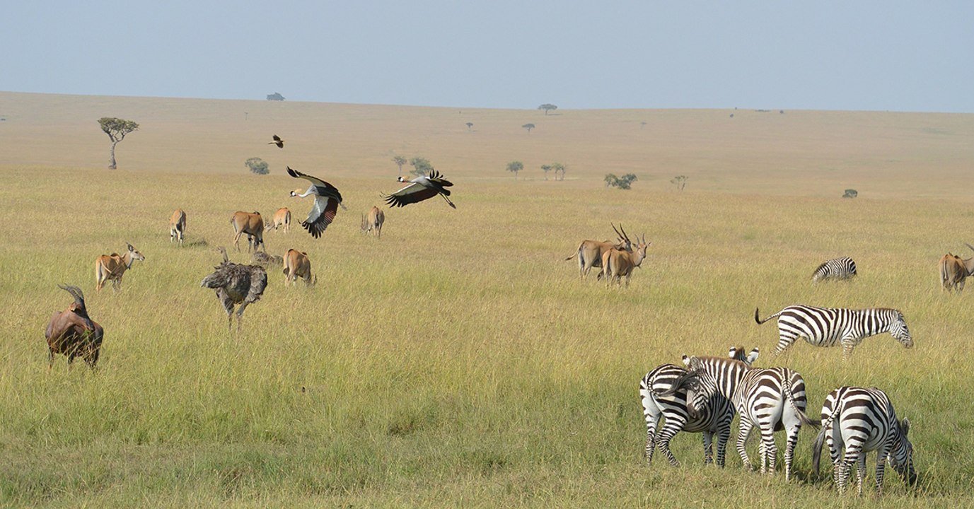 Genome 10K : ces scientifiques veulent créer une arche de Noé génétique contenant 66 000 espèces
