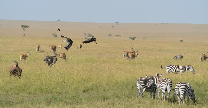 Genome 10K : ces scientifiques veulent créer une arche de Noé génétique contenant 66 000 espèces