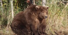 Voici Beadnose 409, l'ours brun le plus dodu du parc national de Katmai en Alaska