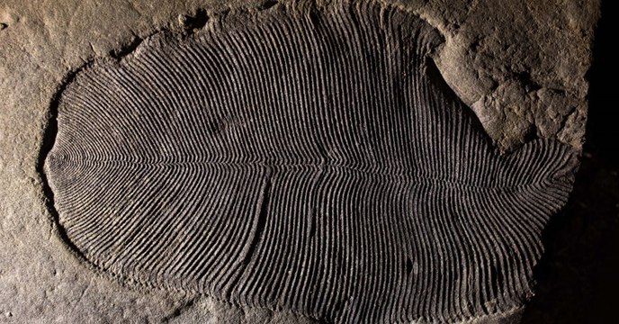 Dickinsonia, le plus vieux fossile animal au monde révèle enfin ses secrets