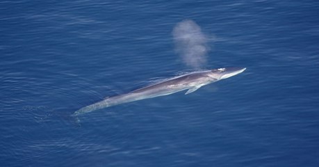 Des rorquals communs aperçus au large de la Corse