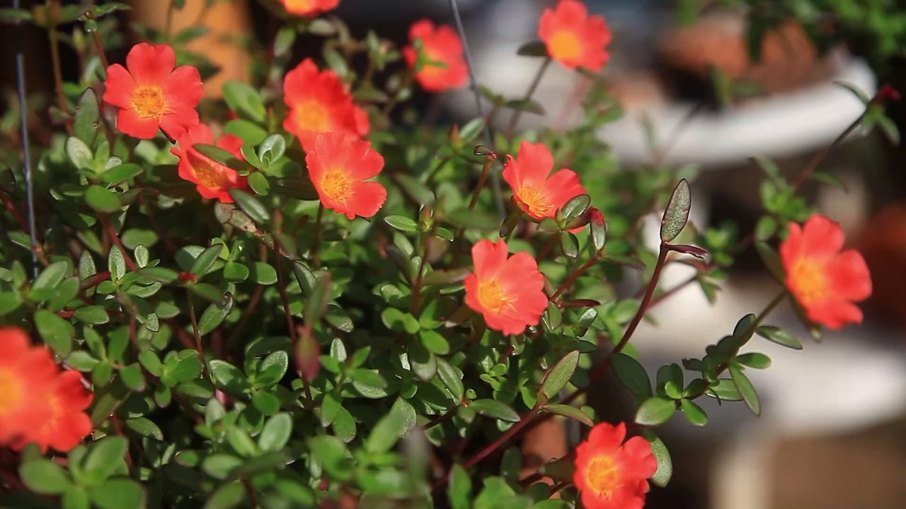 Vitaminbombe portulak - das missverstandene wildgemüse