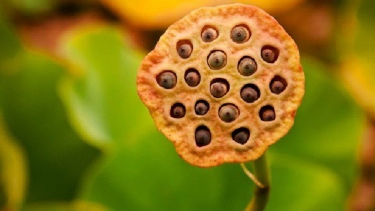 Trypophobie, die seltsame angst vor kleinen löchern