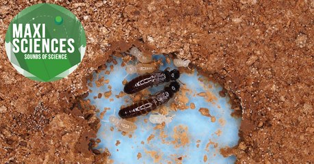 Prix Nobel, termite et voiture électrique, les 8 actus sciences que vous devez connaître ce 3 octobre