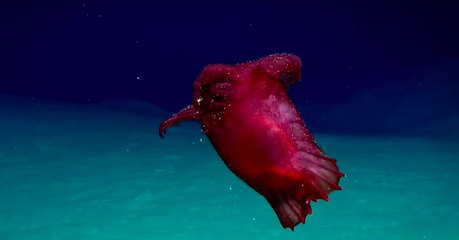 Le "monstre poulet sans tête", une étrange créature filmée pour la première fois en Antarctique