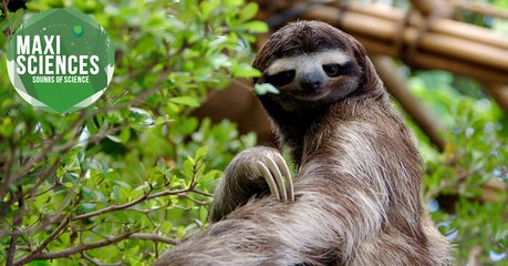 Volcan, rides et matière noire, les 8 actus sciences que vous devez connaître ce 4 octobre