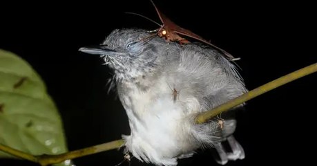 Un papillon de nuit boit les larmes d'un oiseau dans une vidéo étonnante