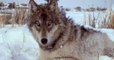 Yellowstone : la réintroduction du loup dans le parc national a provoqué des effets inattendus