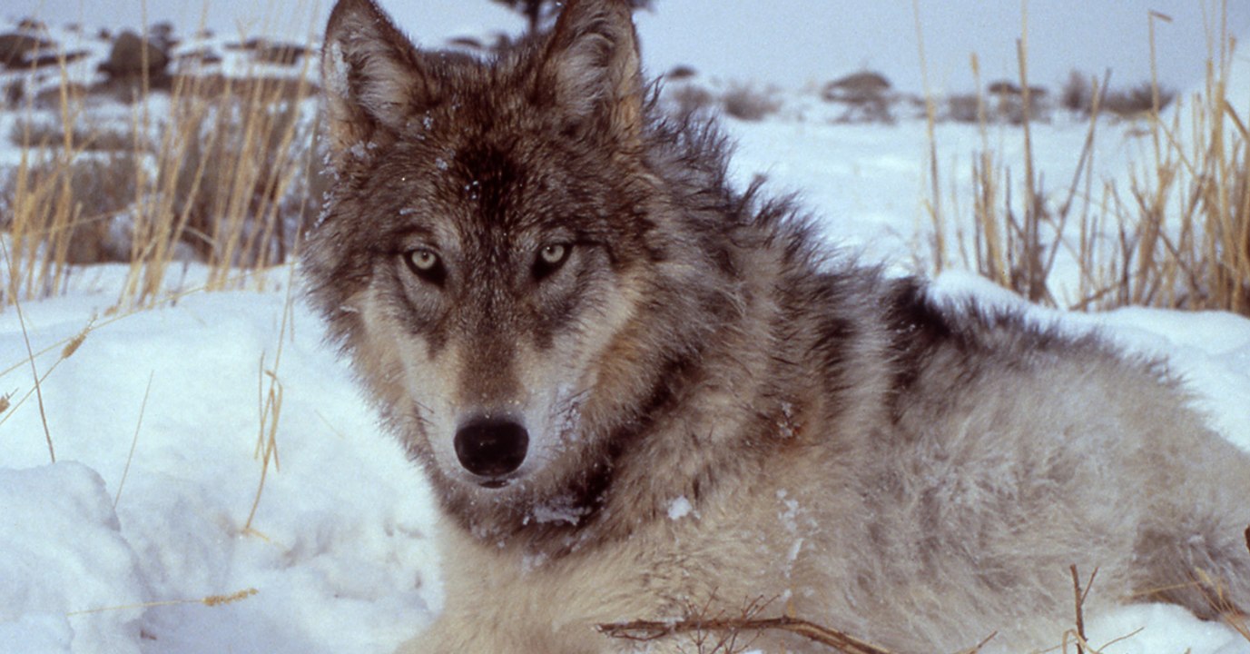 Yellowstone : la réintroduction du loup dans le parc national a provoqué des effets inattendus