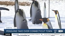 Penguins take over Connecticut town