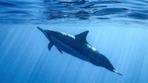 Dauphins : la pollution sonore générée par l'Homme affecterait leurs communications