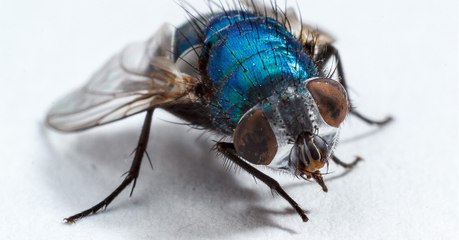 Des scientifiques recréent des mouches antiques en laboratoire pour étudier leur évolution