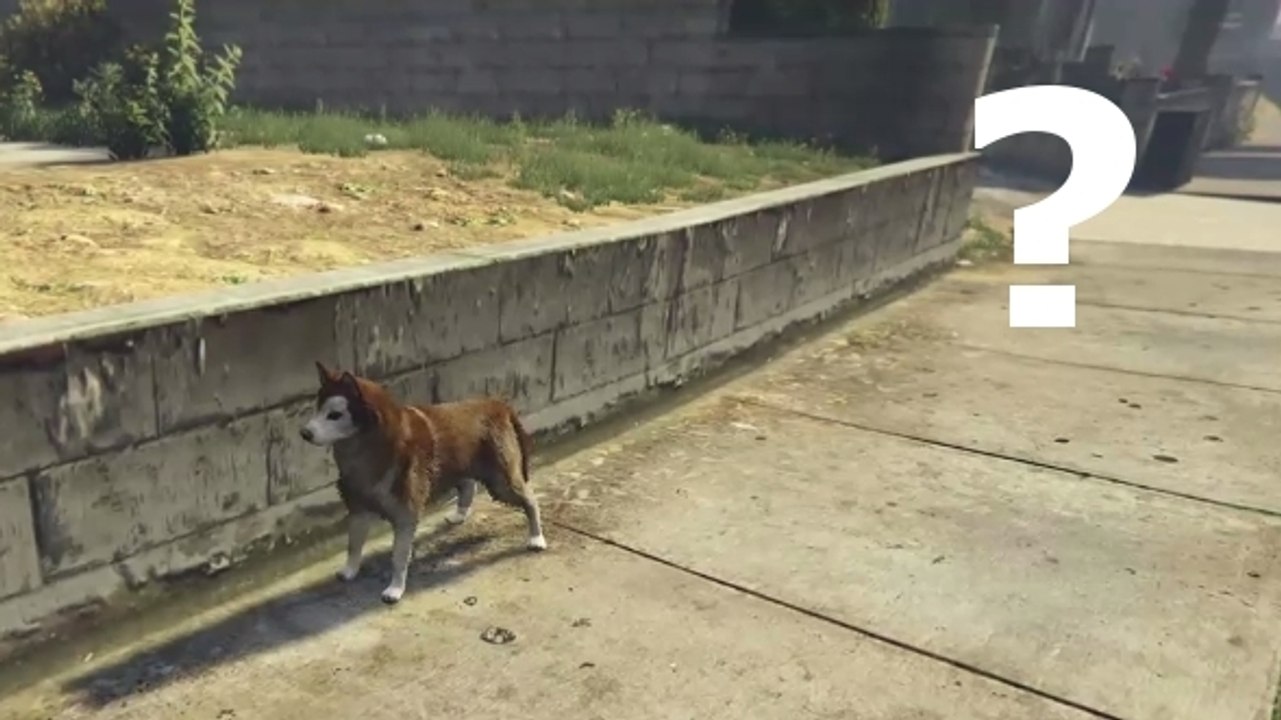 GTA 5 : un joueur rencontre un chien plutôt étrange
