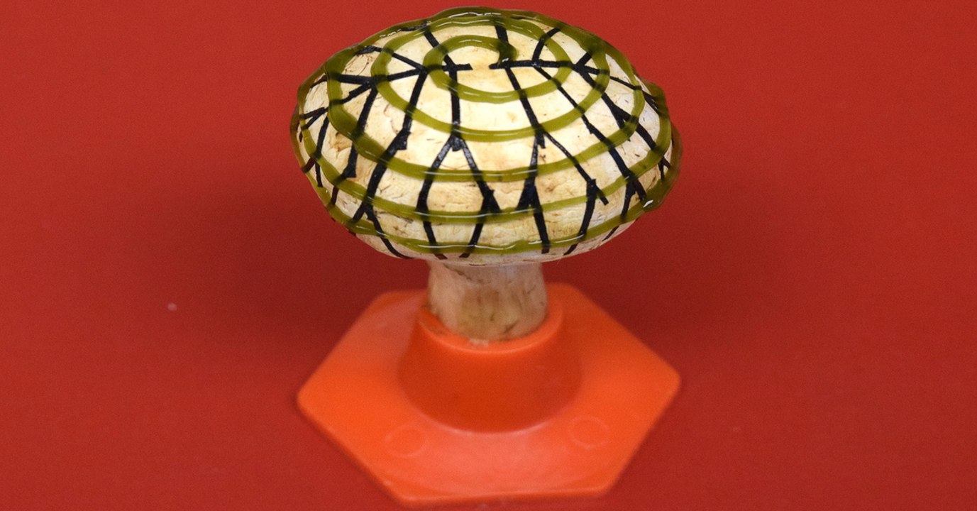 Des chercheurs créent un champignon "bionique" capable de produire de l’énergie