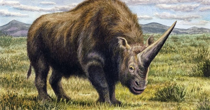 Nos ancêtres auraient bien rencontré la licorne de Sibérie