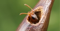 Grâce à l'évolution, ces plantes ont progressivement transformé les fourmis en esclaves