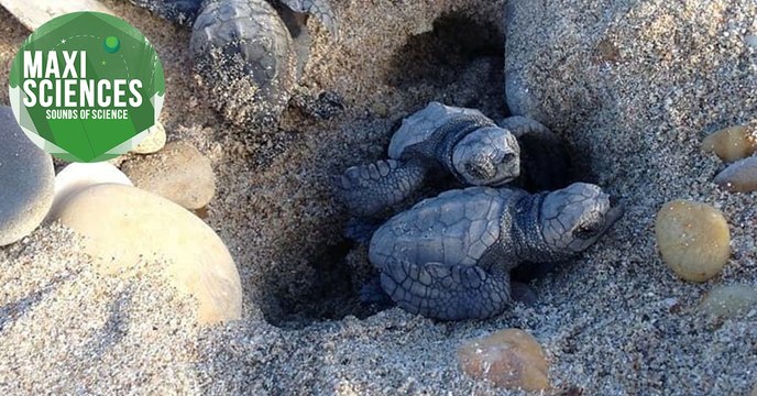 TGV, tortues et galaxie, les 8 actus sciences que vous devez connaître ce 19 octobre