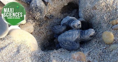 TGV, tortues et galaxie, les 8 actus sciences que vous devez connaître ce 19 octobre