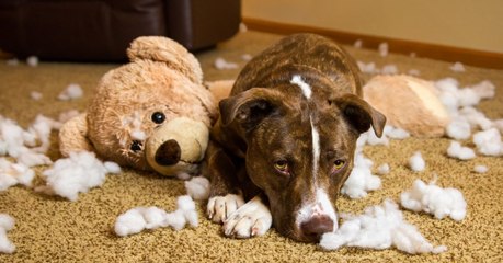 Les chiens savent bien reconnaitre les mots que leur maitre leur a appris