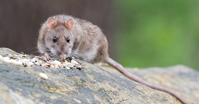 Des chercheurs ont réussi à lire dans les pensées d'un rat