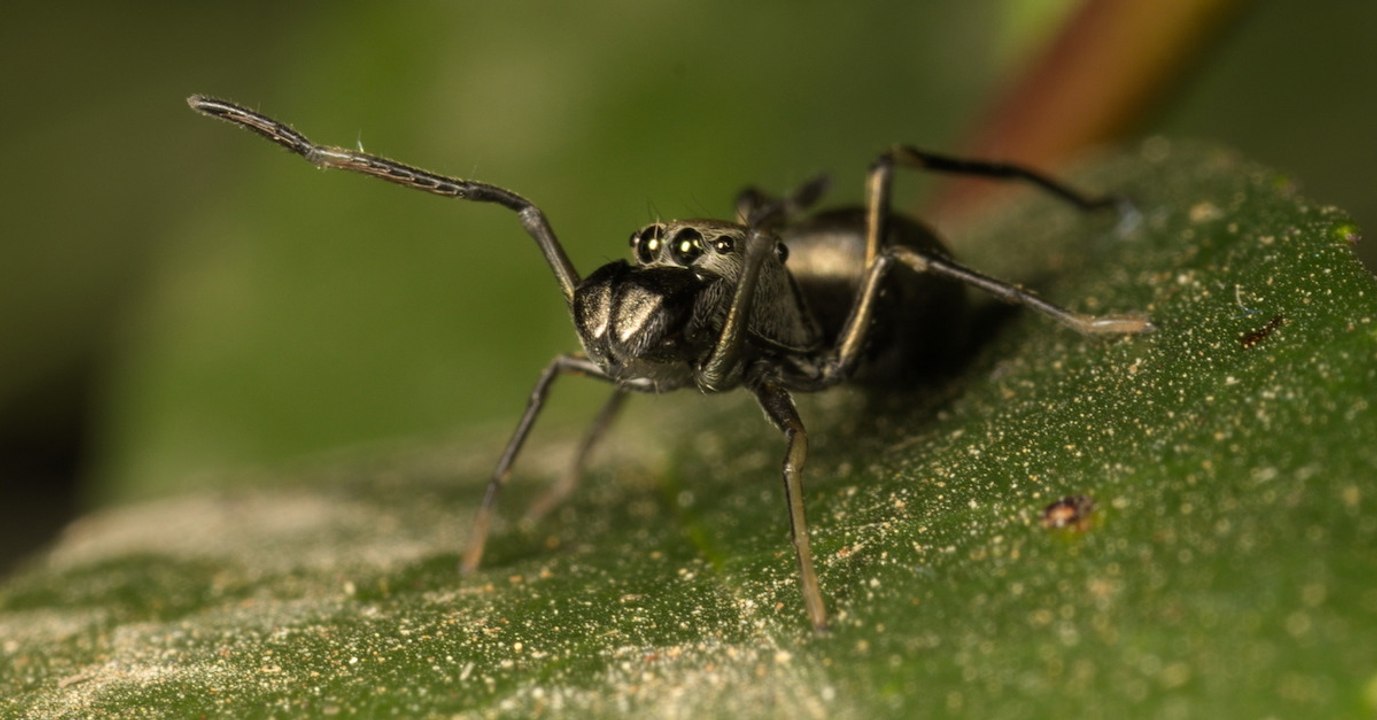 Cette étonnante araignée allaite ses petits