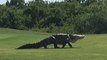 Chubbs, le gigantesque alligator a rendu une nouvelle visite à un terrain de golf en Floride