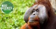 Orang-outan, tube marin et imprimante 3D, les 8 actus sciences que vous devez connaître ce 18 novembre
