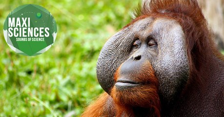 Orang-outan, tube marin et imprimante 3D, les 8 actus sciences que vous devez connaître ce 18 novembre