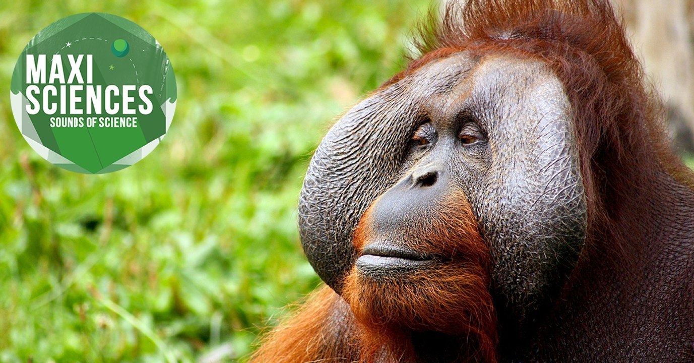 Orang-outan, tube marin et imprimante 3D, les 8 actus sciences que vous devez connaître ce 18 novembre