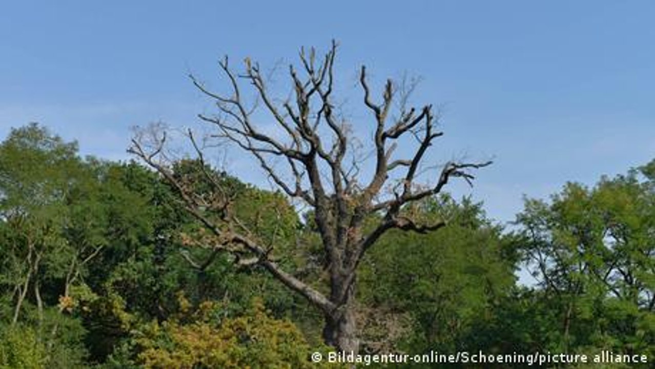Wie grün ist Berlin?