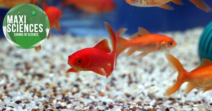 Geyser de boue, sourire spatial et tectonique des plaques, les 8 actus sciences que vous devez connaître ce 11 novembre