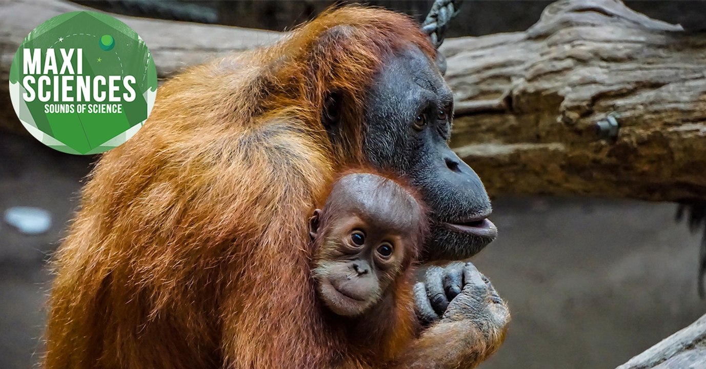 Hawaï, orang-outan et épave de bateau, les 8 actus sciences que vous devez connaître ce 25 octobre