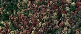 Ölüm Ormanı - Orijinal Fragman