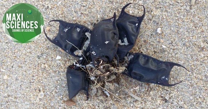 Tetris, monstre poulet sans tête et vie sur Mars, les 8 actus sciences que vous devez connaître ce 28 octobre