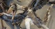Archéopteryx : les paléontologues pensent avoir découvert le plus vieil oiseau volant au monde