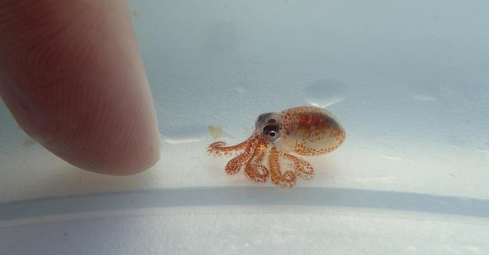Des scientifiques ont découvert un minuscule bébé poulpe dans... des déchets plastiques