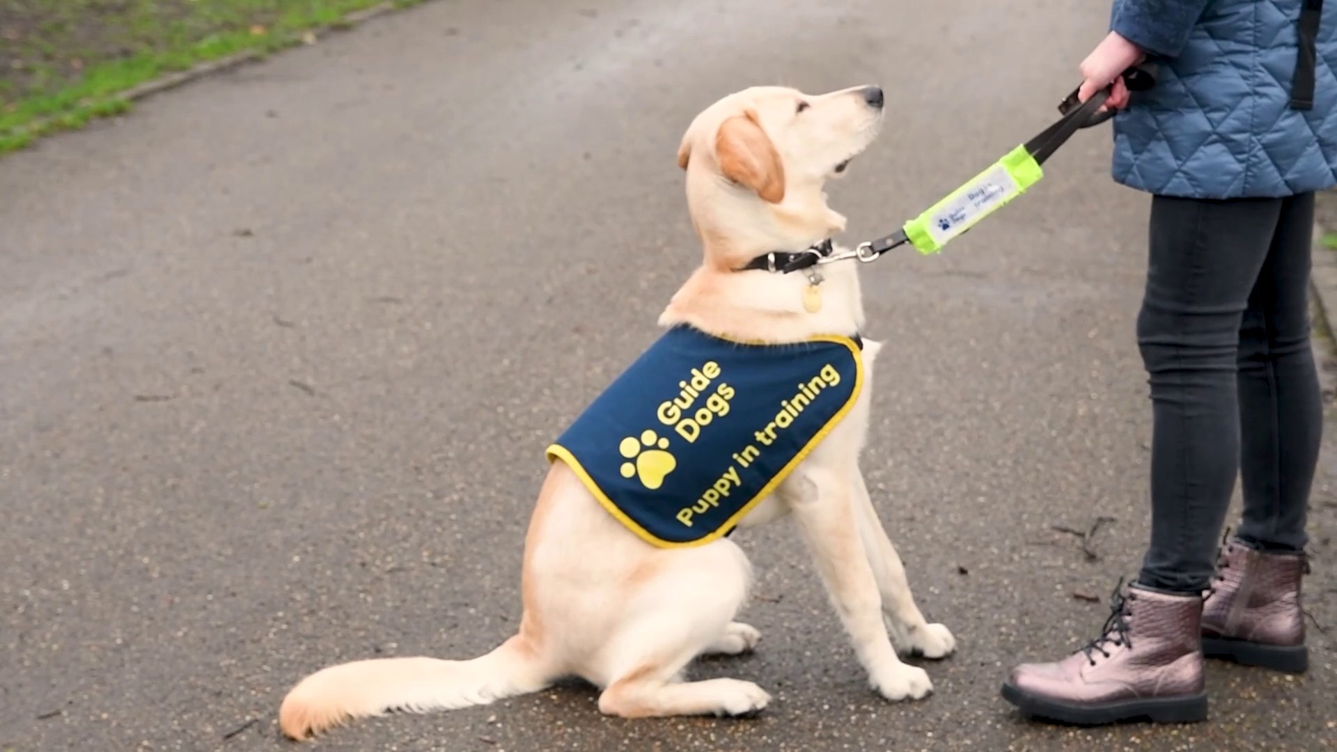 Volunteer Daisy is helping raise puppies for the Guide Dogs association -  video Dailymotion