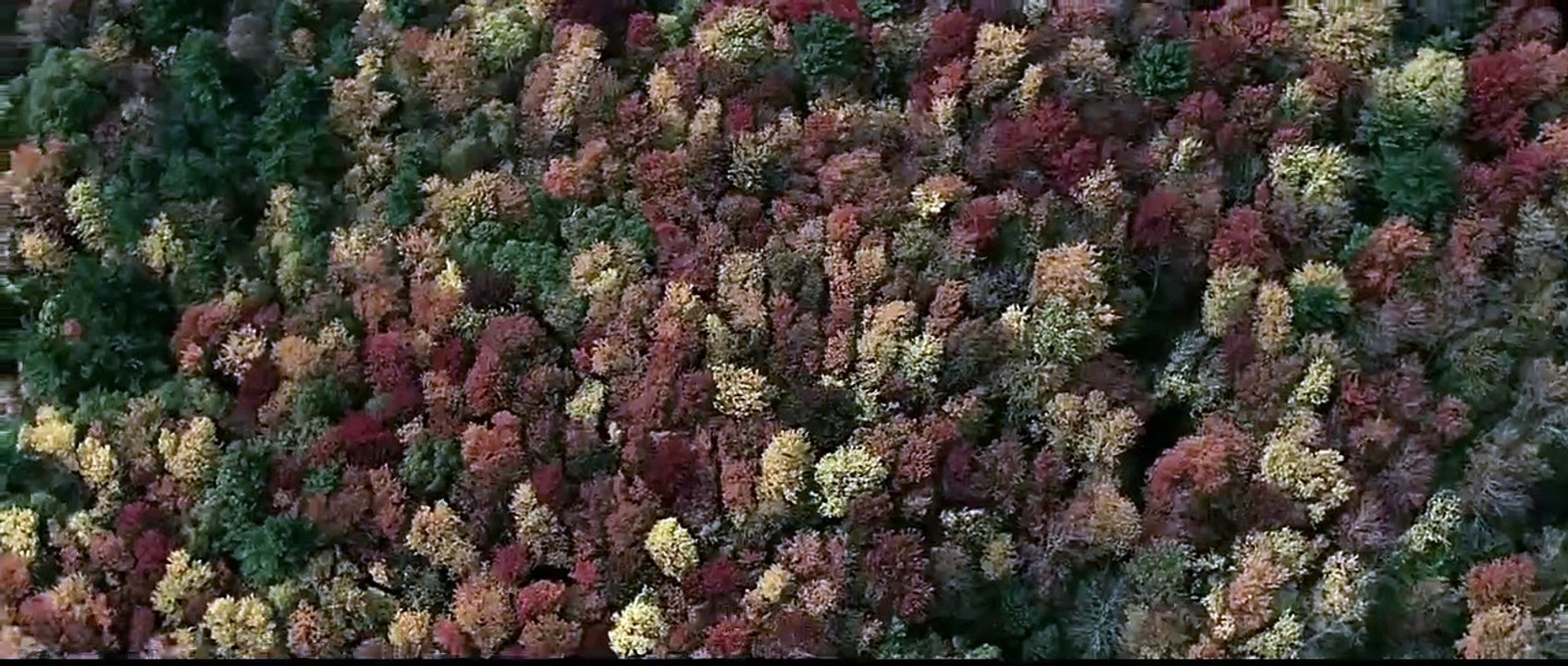 Ölüm Ormanı - Türkçe Altyazılı Fragman