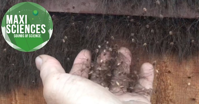 Lune, tumeur cérébrale et pieuvre Dumbo, les 8 actus sciences que vous devez connaître ce 5 novembre