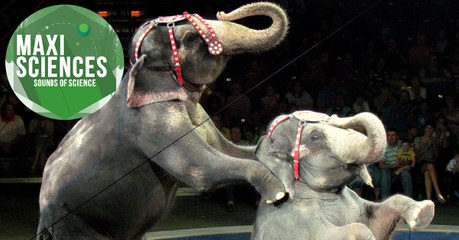 Animaux de cirque, dune du Pilat et cafard, les 8 actus sciences que vous devez connaître ce 4 novembre