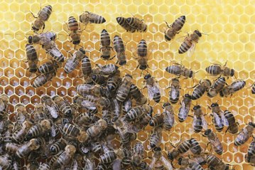 Des chercheurs développent un vaccin pour protéger les abeilles