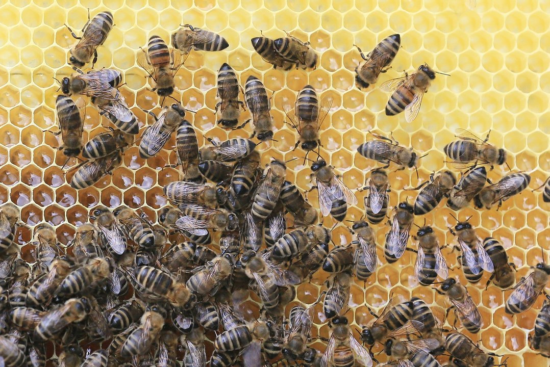 Des chercheurs développent un vaccin pour protéger les abeilles