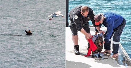 Le remarquable sauvetage d’un wallaby qui menaçait de se noyer en Australie