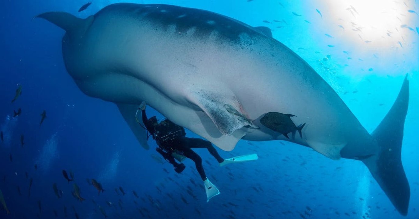 Des plongeurs ont réalisé la première échographie sous-marine d'un requin-baleine