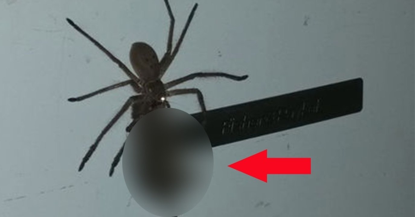 Eine riesige Spinne schleppt eine tote Maus mit sich herum