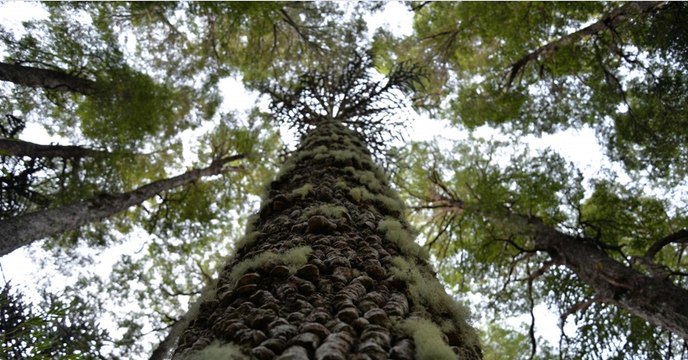 Au Chili, les forêts de pins millénaires sont en train de disparaître