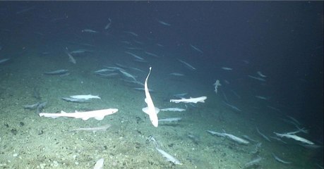 Une immense pouponnière de requins découverte dans les profondeurs au large de l'Irlande