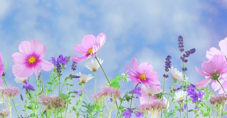 Les fleurs sont bien plus vieilles que ce que l'on pensait !