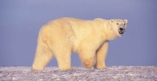 Les chercheurs ont repéré une population d’ours polaires qui se porte bien