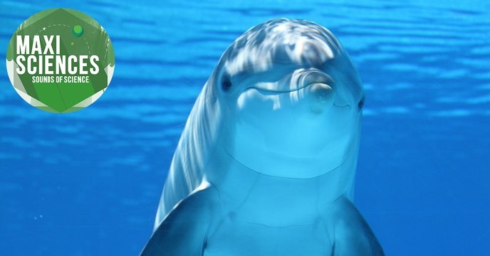 Grotte au Canada, observatoire Speculoos et tortues, les 8 actus sciences que vous devez connaître ce 7 décembre